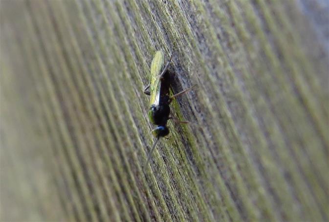 Braconidae del Portogallo:  cfr. Apanteles sp.